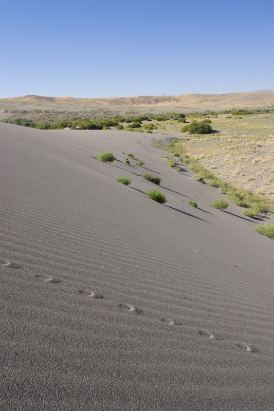 Tracks Across Sand Dune